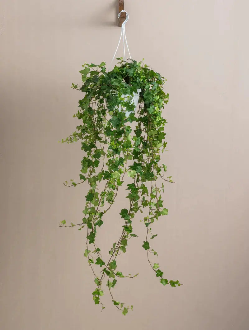 English Ivy Green Heaven Plants
