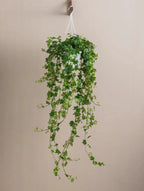 English Ivy Green Heaven Plants