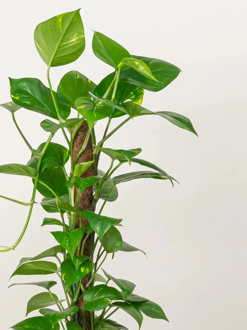 Money Plant (Holland) iPlants