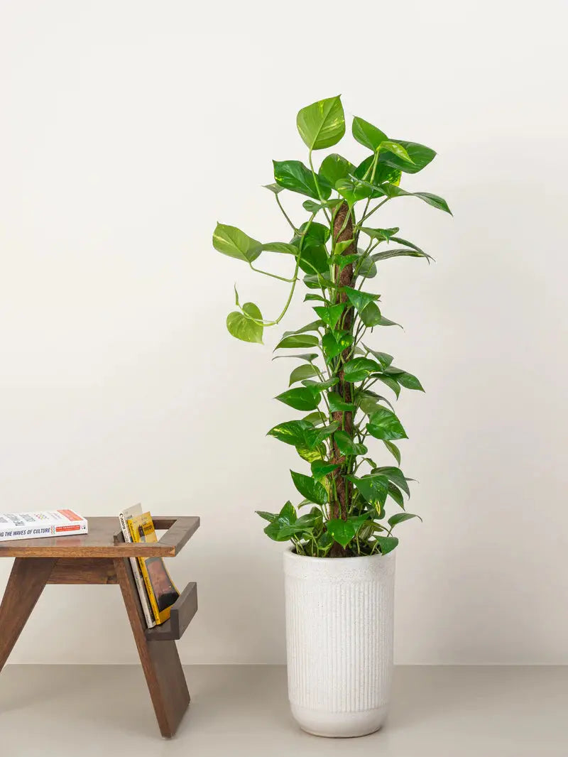 Money Plant (Holland) iPlants