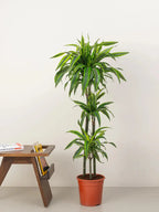 Dracaena Lemon Lime iPlants
