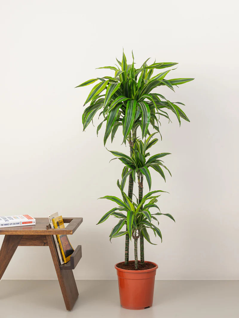 Dracaena Lemon Lime
