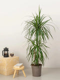Dracaena Marginata Head iPlants