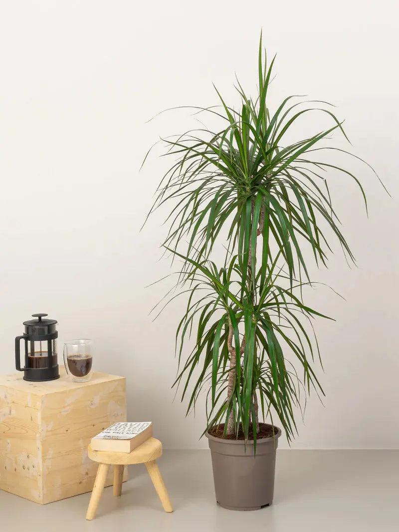 Dracaena Marginata Head iPlants