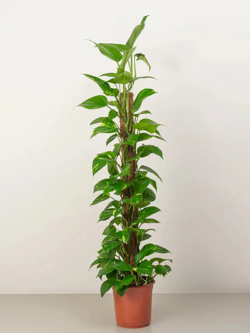 Money Plant (Holland) iPlants