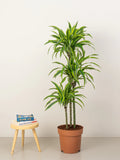 Dracaena Lemon Lime