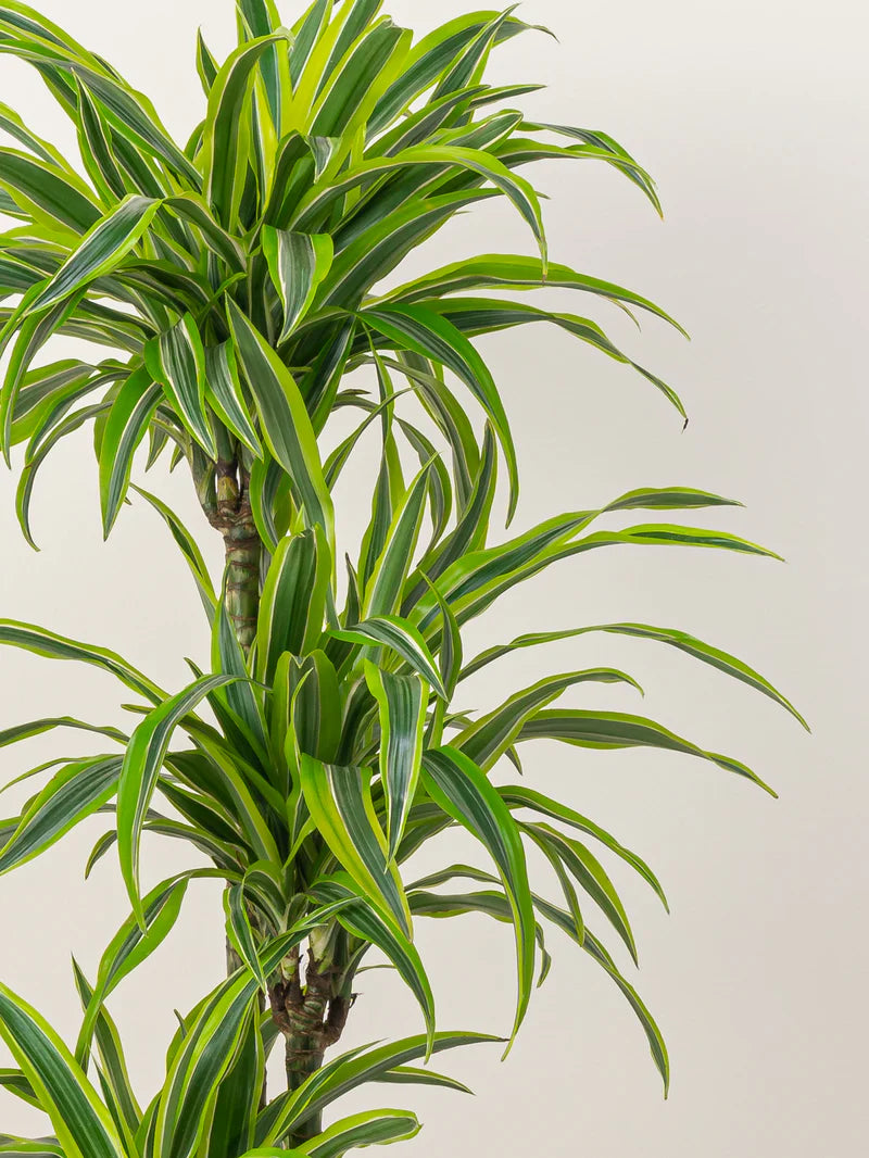 Dracaena Lemon Lime