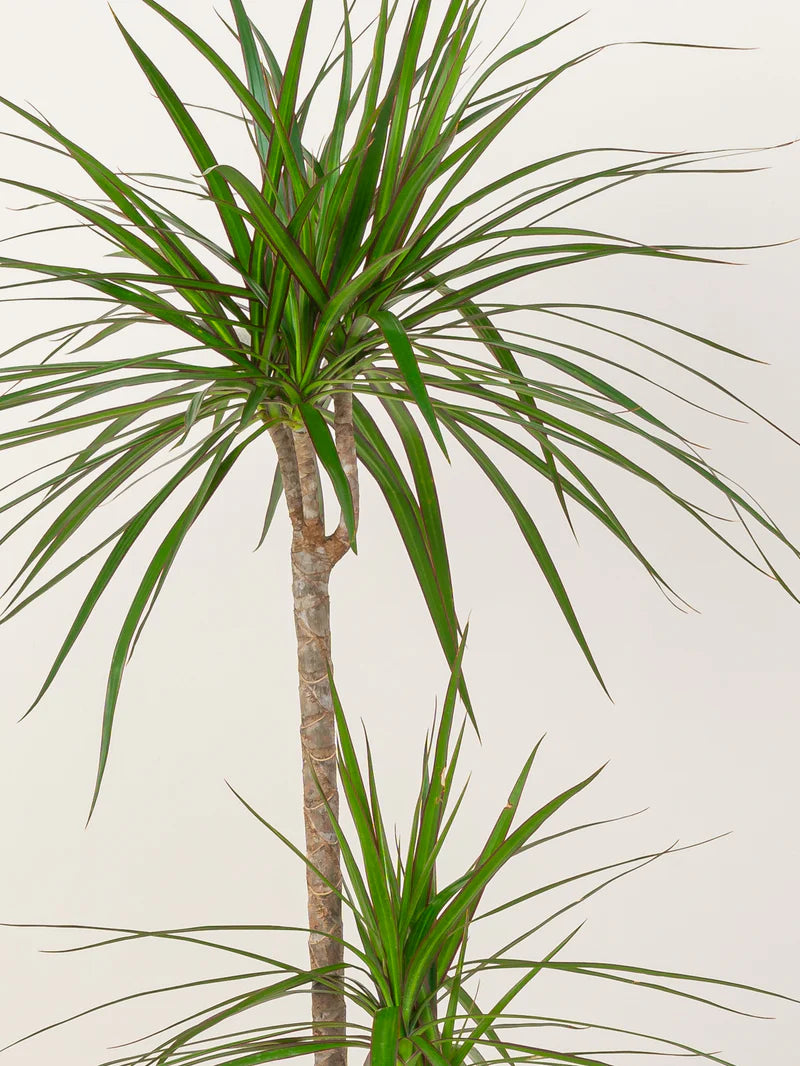 Dracaena Marginata Head