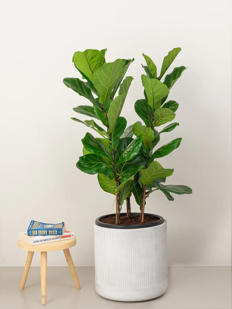 Fiddle Leaf Plant- A large, broad-leafed evergreen tree with a unique, violin-shaped leaf