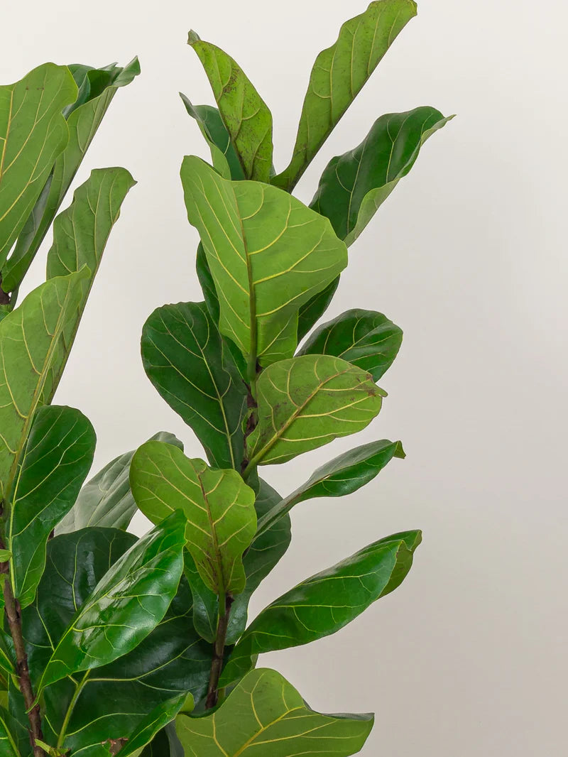 Fiddle Leaf Plant- A large, broad-leafed evergreen tree with a unique, violin-shaped leaf
