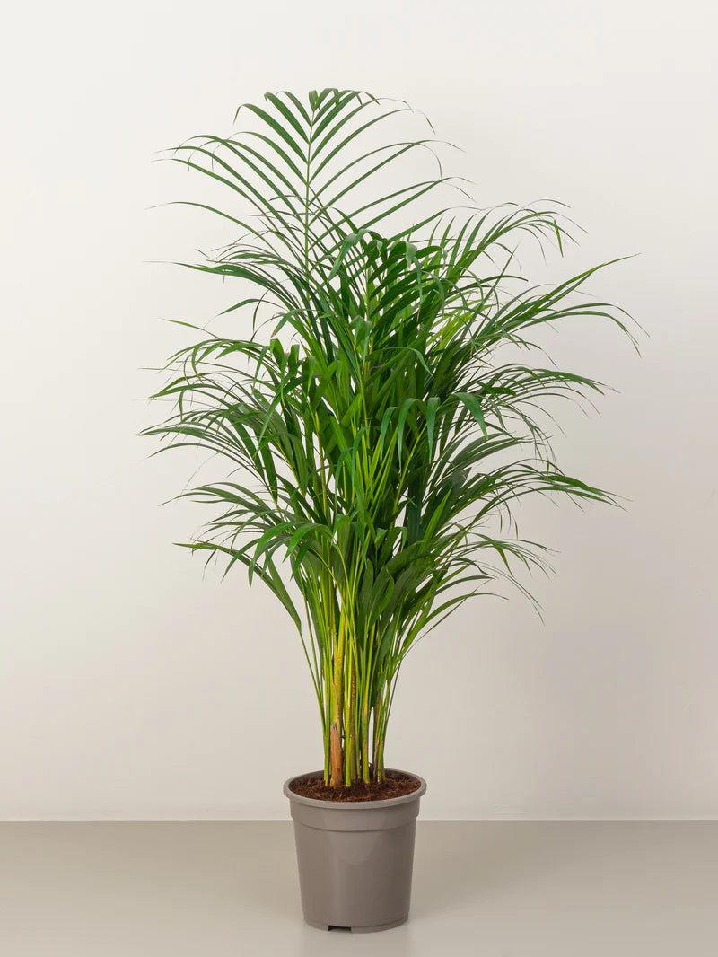 Areca Palm