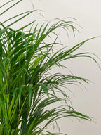 Areca Palm iPlants