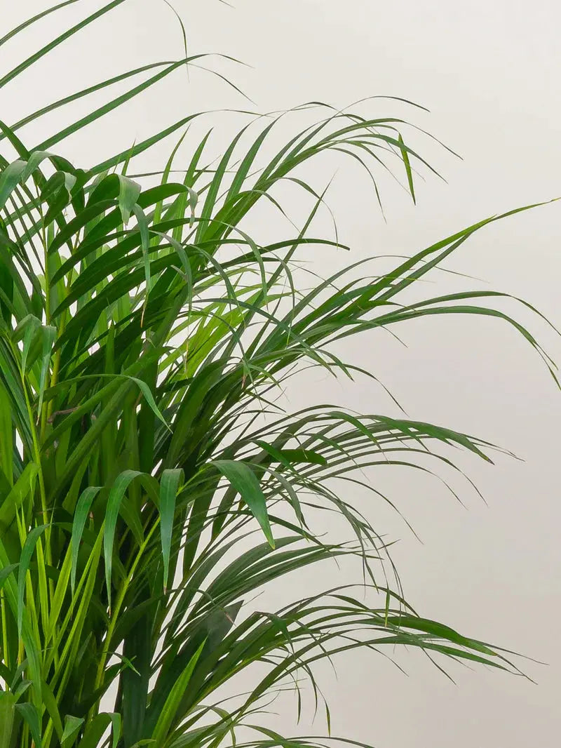 Areca Palm iPlants
