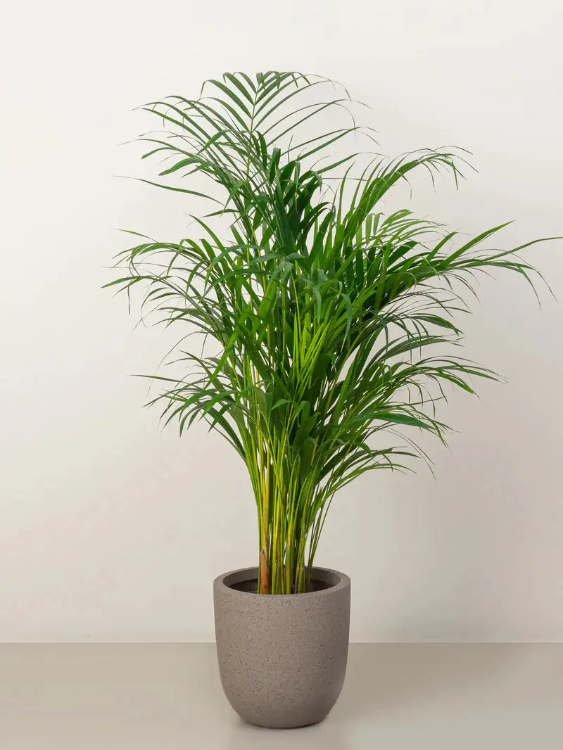 Areca Palm iPlants