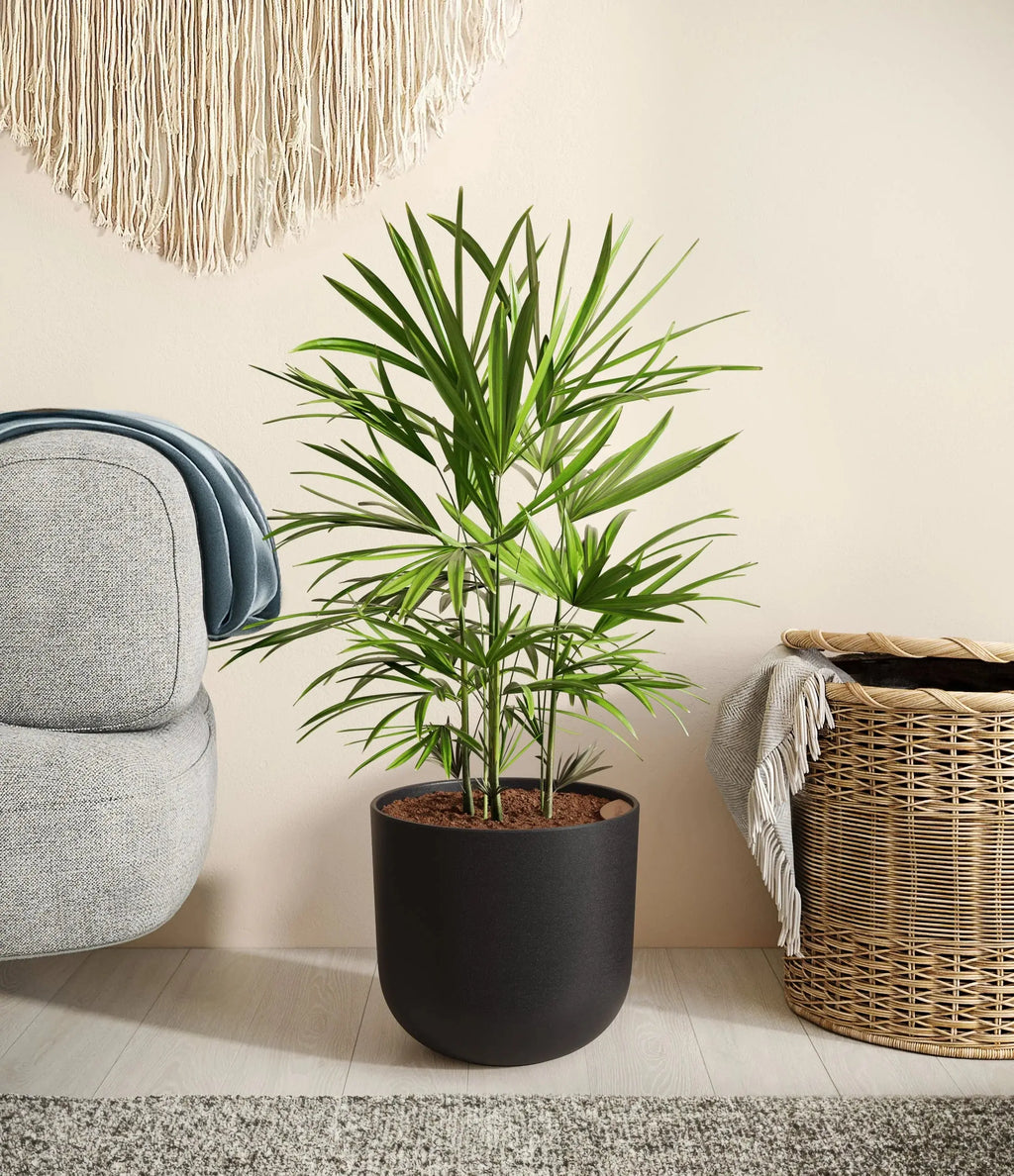 Lady palm (raphis) iPlants
