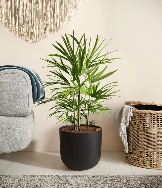 Lady palm (raphis) iPlants