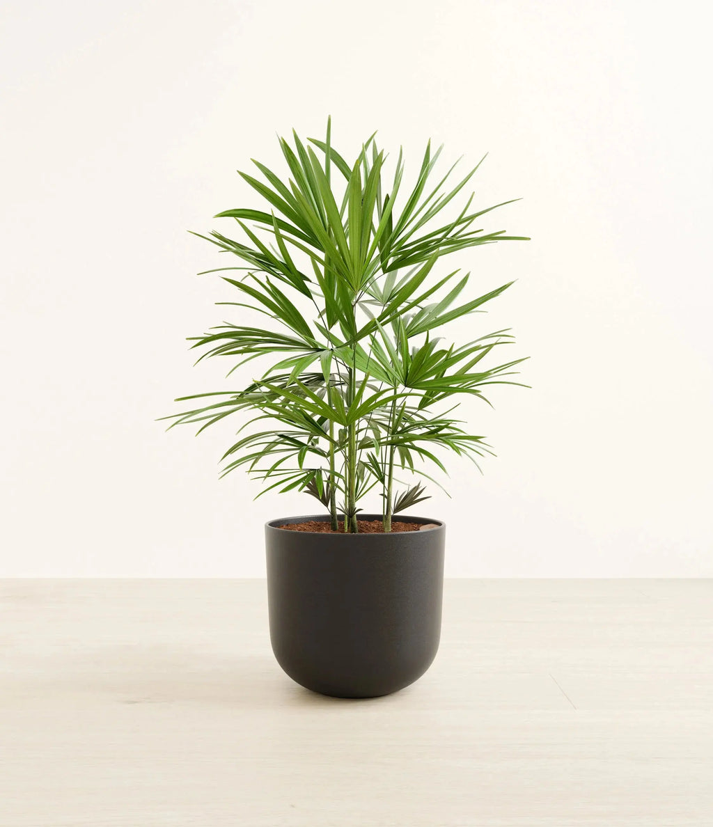 Lady palm (raphis) iPlants