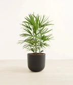 Lady palm (raphis) iPlants