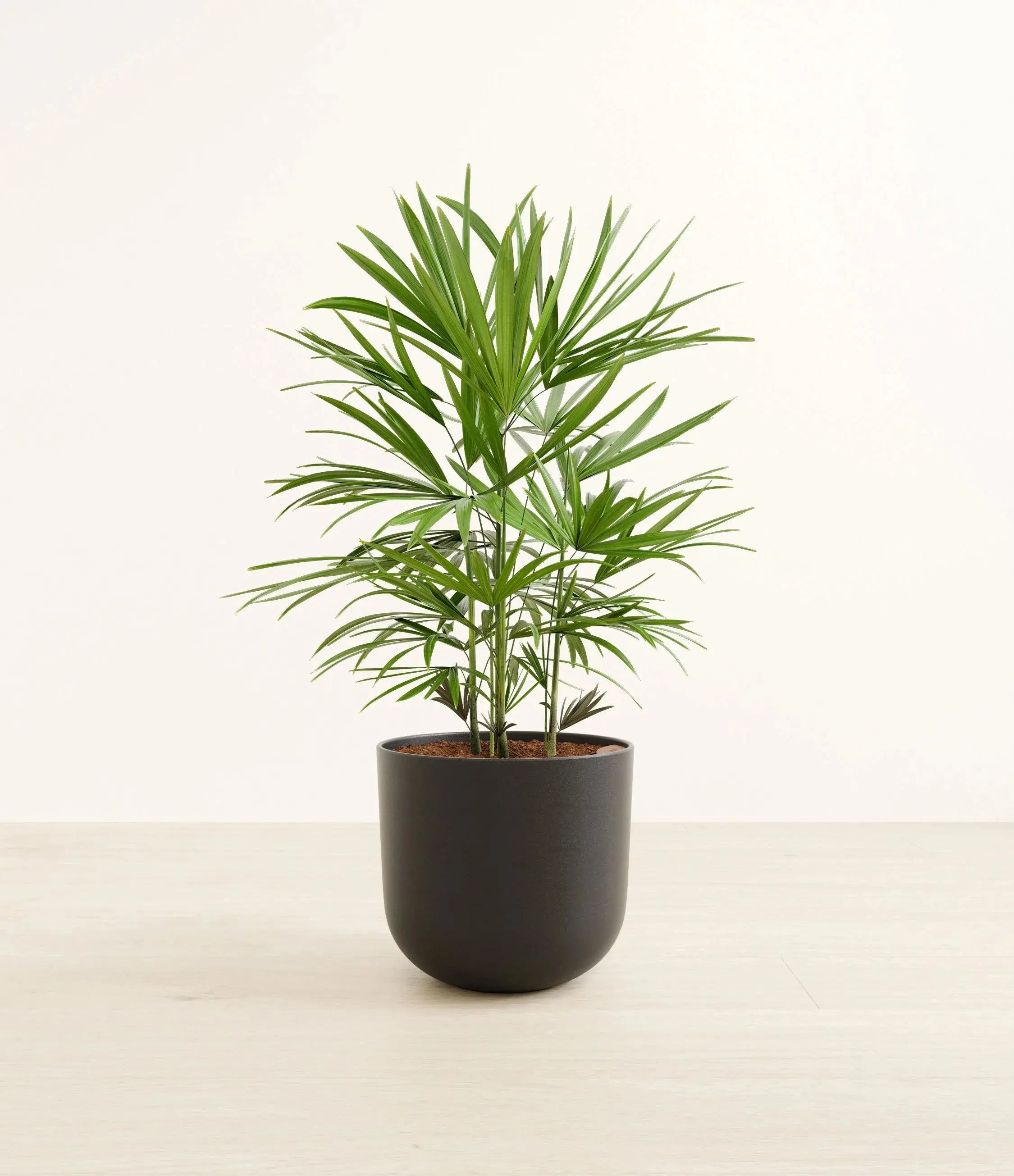 Lady palm (raphis) iPlants