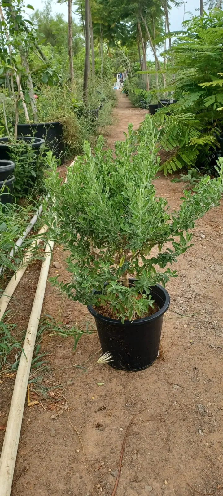 Leucophyllum iPlants