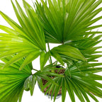 Livistona palm iPlants