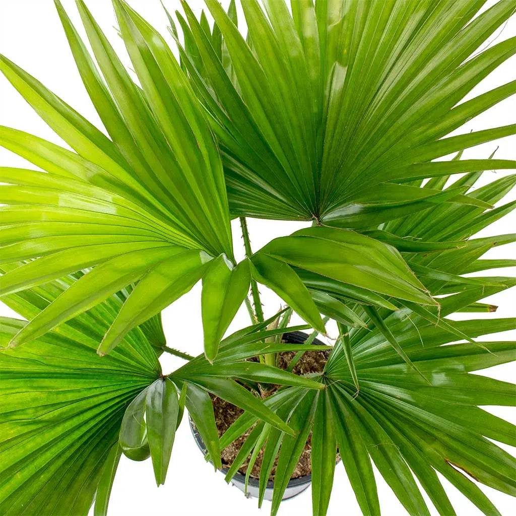 Livistona palm iPlants