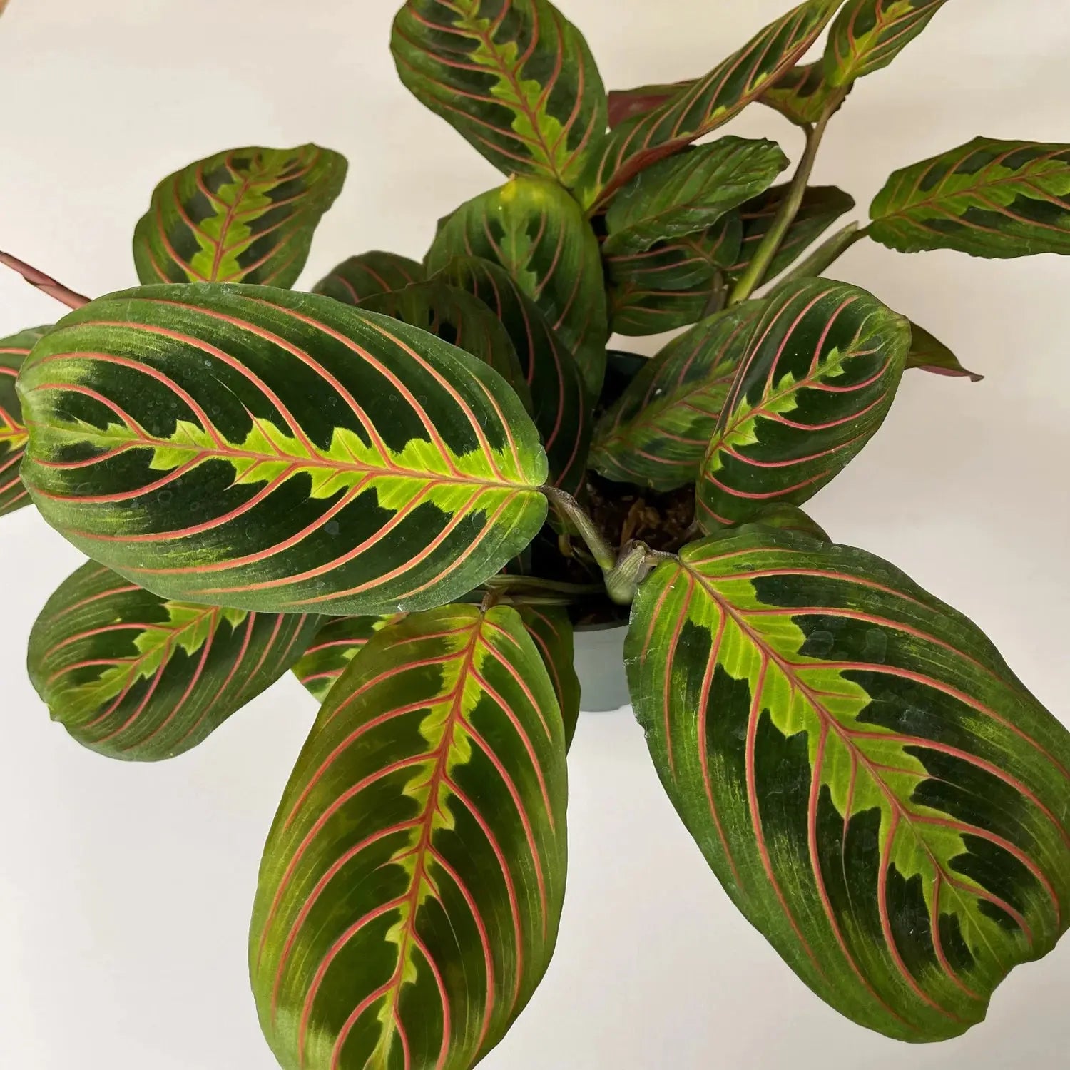 Prayer Plant iPlants