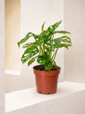 Monkey Monstera iPlants