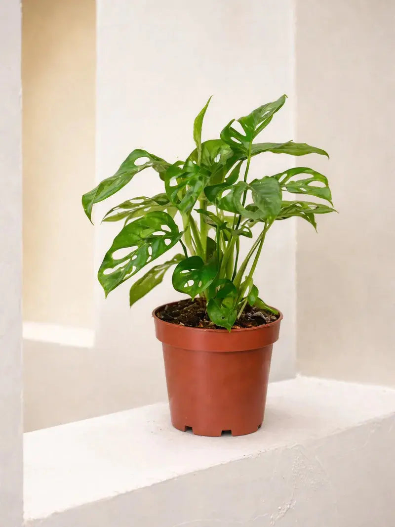 Monkey Monstera iPlants