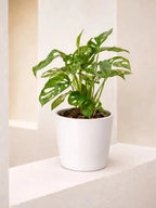 Monkey Monstera iPlants
