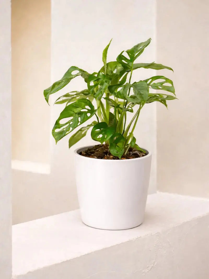 Monkey Monstera iPlants