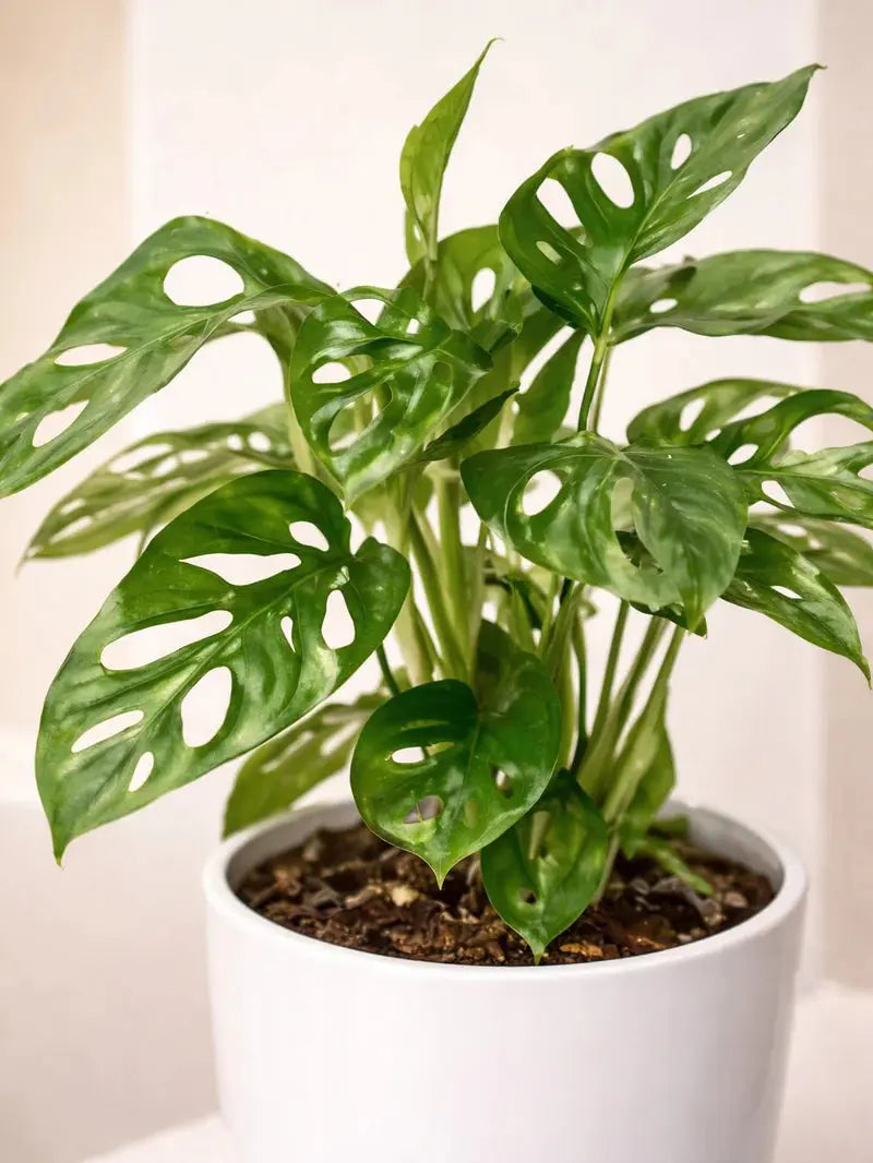 Monkey Monstera iPlants
