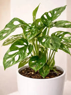 Monkey Monstera iPlants
