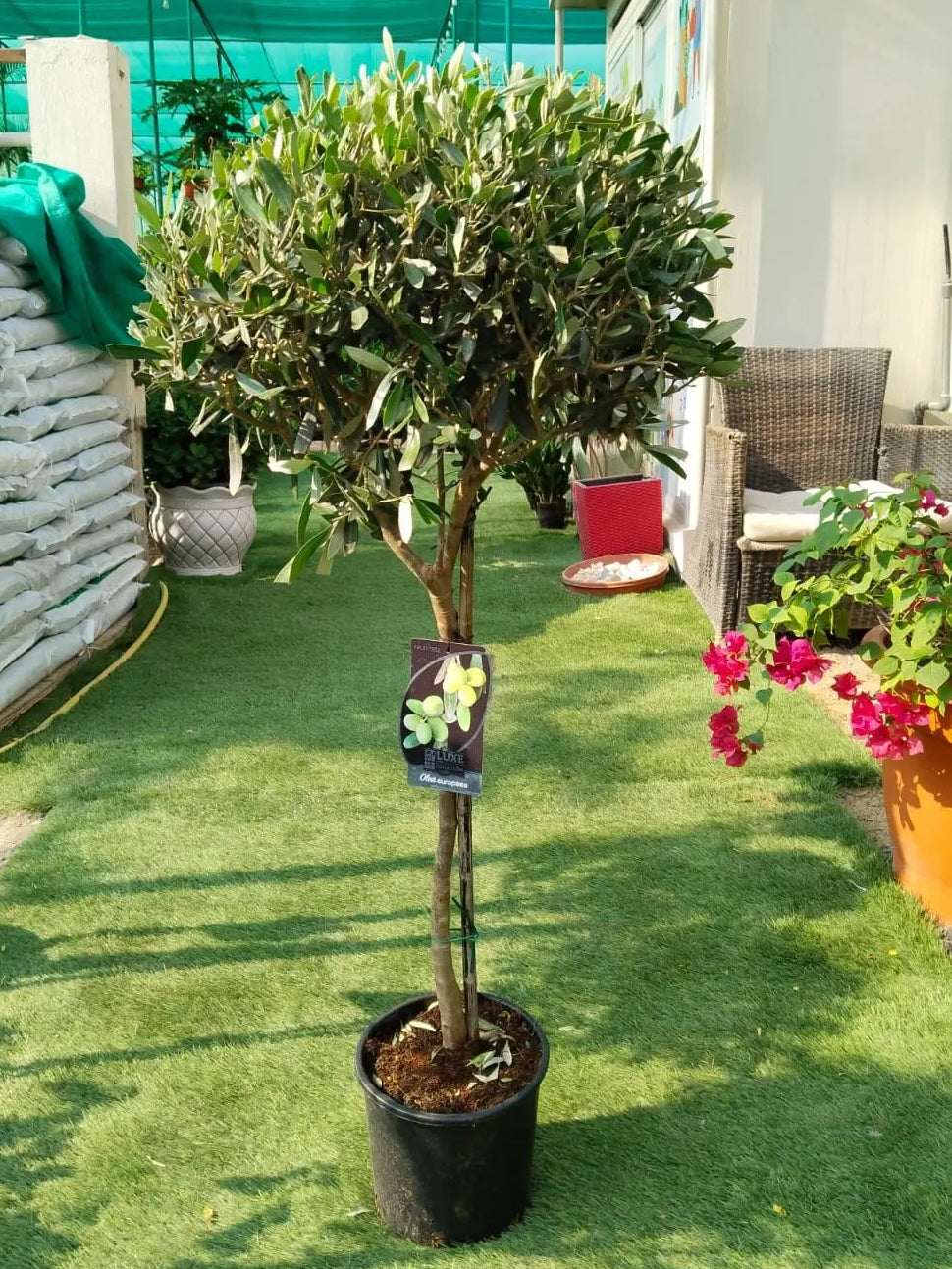 Olive One Head iPlants
