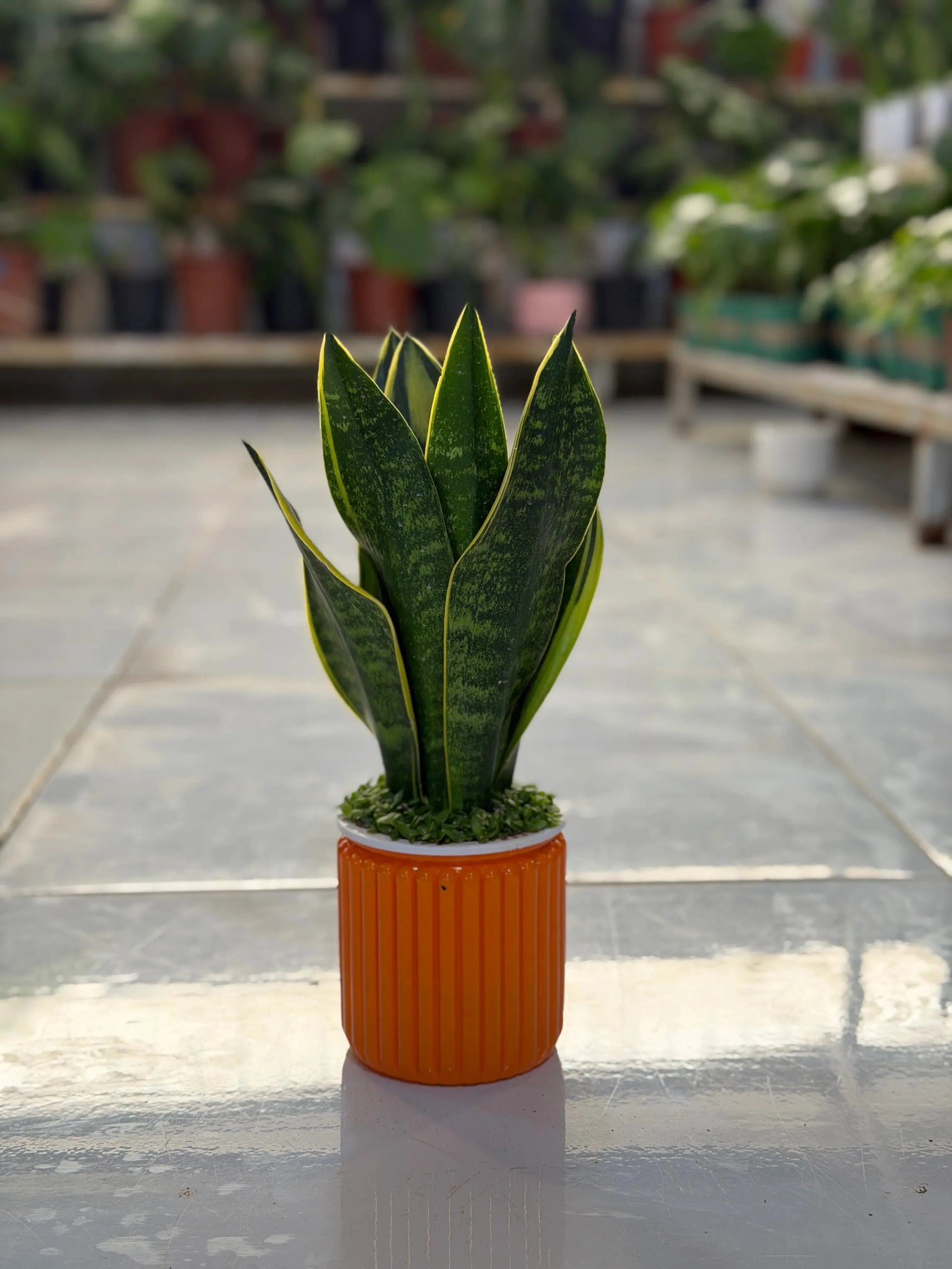 Snake Plant Aqua iPlants