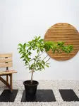 Chickoo Tree iPlants