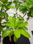 Chickoo Tree iPlants