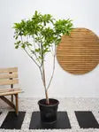 Chickoo Tree iPlants