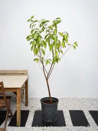Guava Tree iPlants