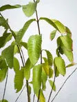 Guava Tree iPlants