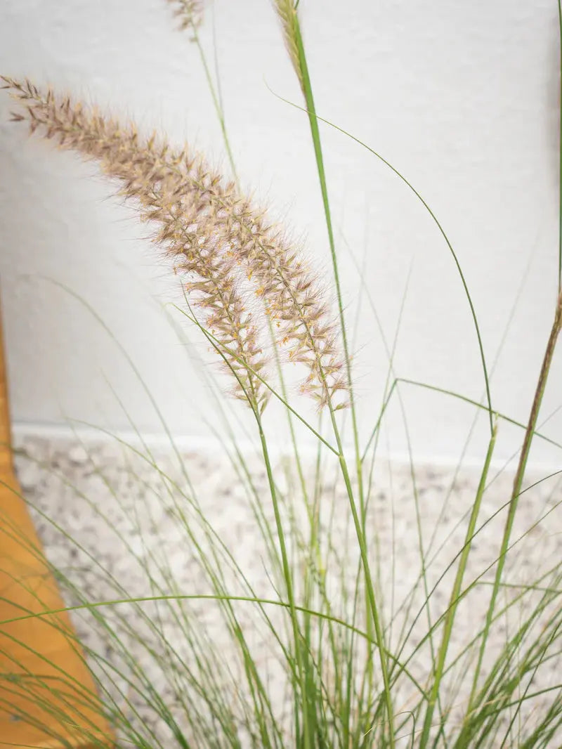 Green Fountain Grass (Pennisetum Green) iPlants