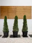 Ehretia Cone iPlants