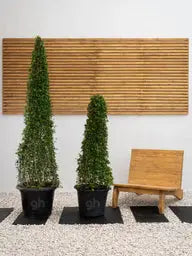 Ehretia Cone iPlants