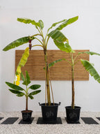 Banana Plant Green Heaven Plants