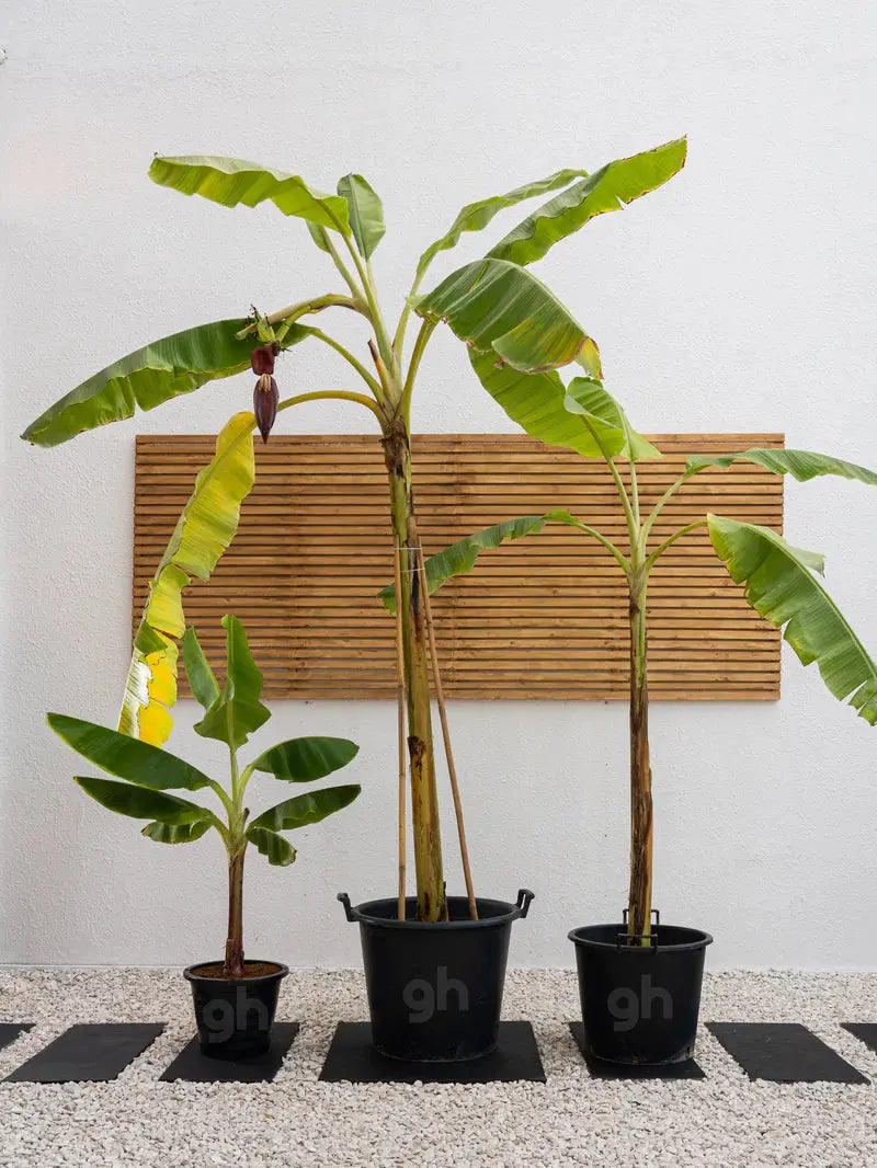 Banana Plant Green Heaven Plants