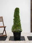 Ehretia Cone iPlants