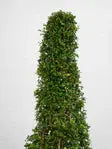 Ehretia Cone iPlants