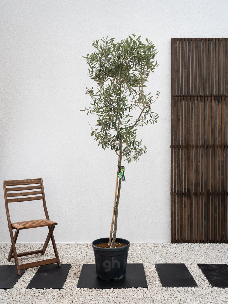 Olive Tree - A small evergreen tree cultivated for its fruit and oil