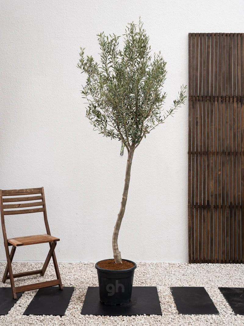 Olive Tree - A small evergreen tree cultivated for its fruit and oil