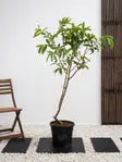 Guava Tree iPlants
